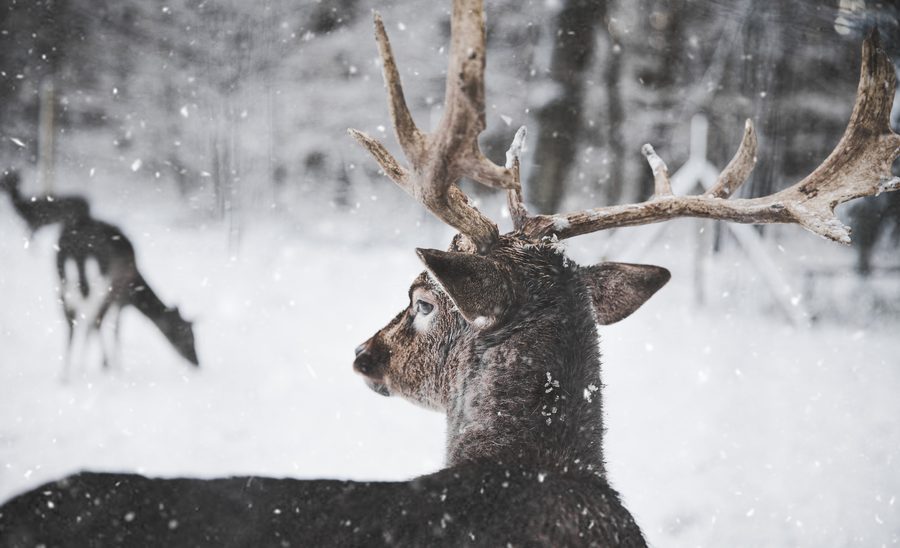 A lone deer standing in a snow covered clearing