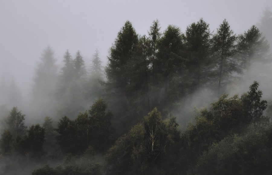 Fog drifting between the trunks of a tall forest