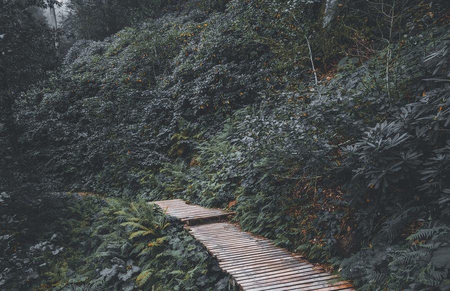 A narrow trail winding through misted forest