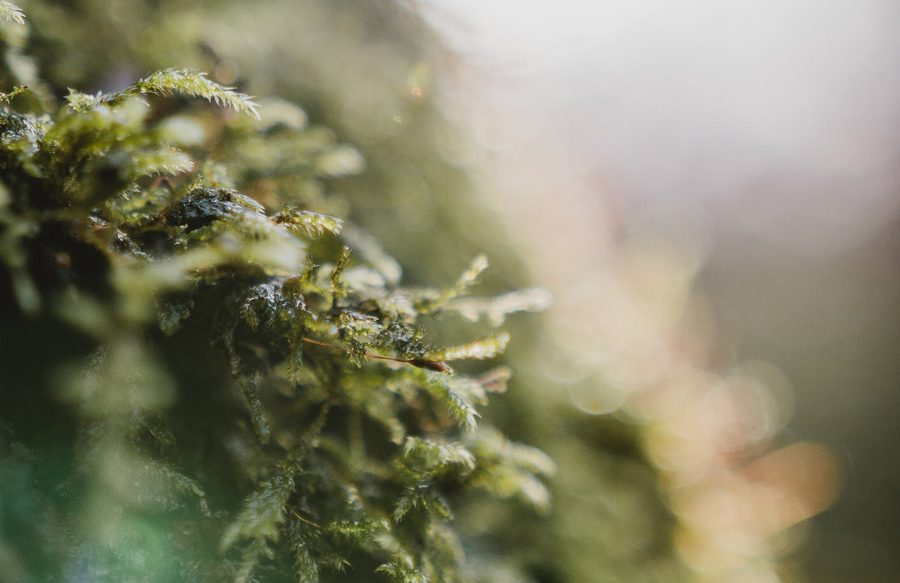 Close view of moss across a forest floor